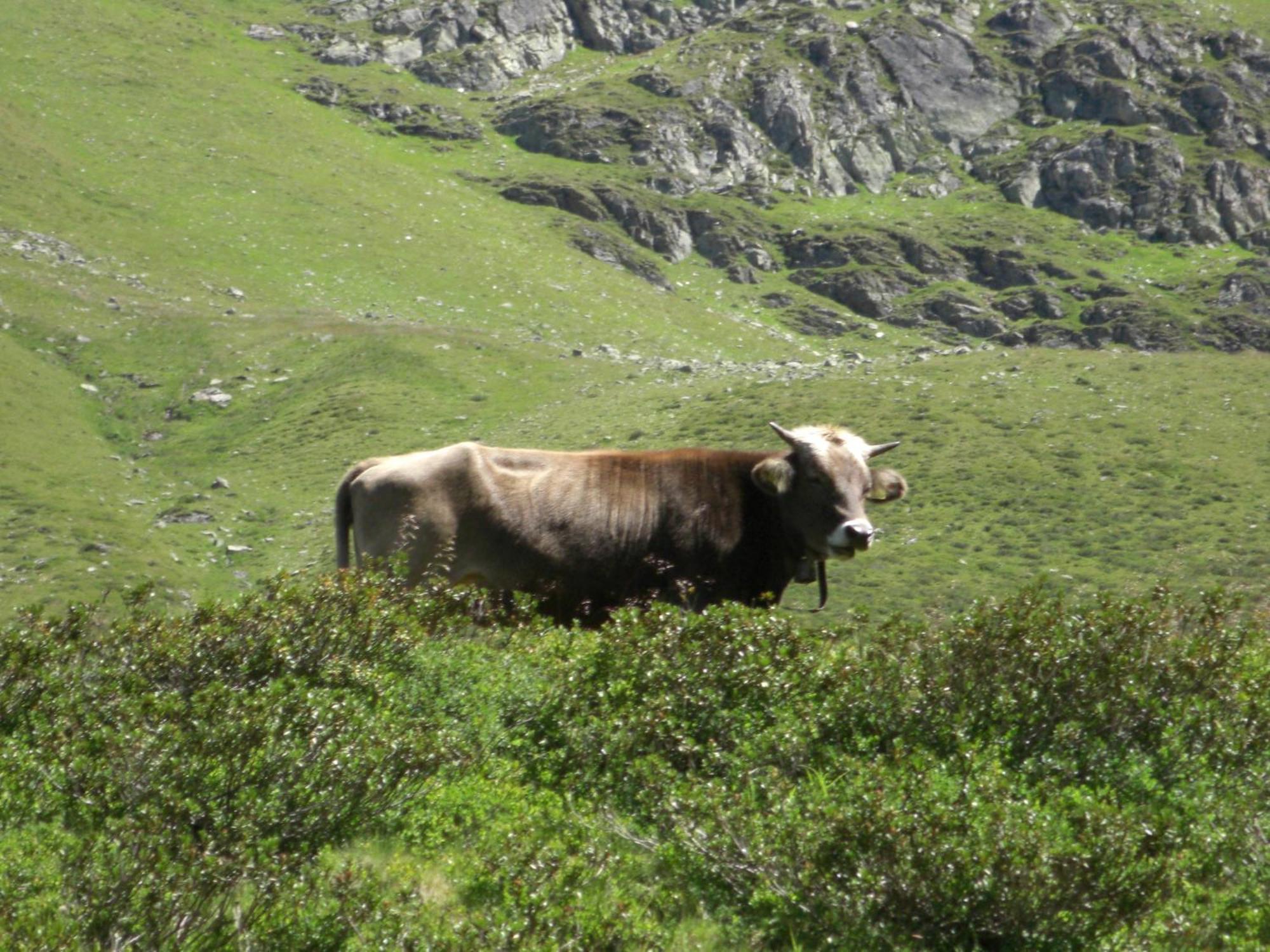 Bacherhof Sankt Anton am Arlberg Kültér fotó